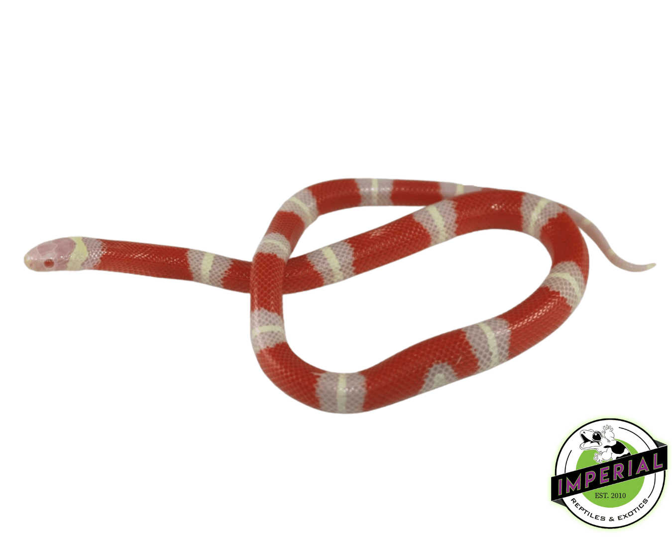 Albino Sinaloan Milk Snake