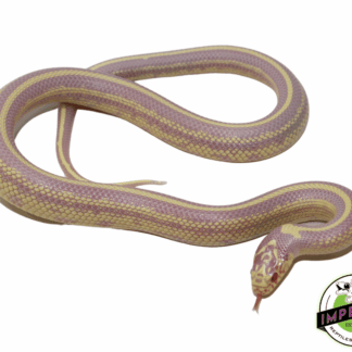 Albino Striped California Kingsnake Baby