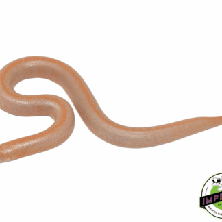 Albino Stripe Kenyan Sand Boa Baby