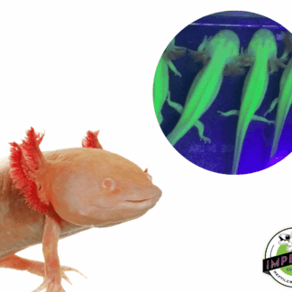 Super GFP Albino Axolotl (4-5")