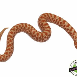 Albino Western Hognose Baby