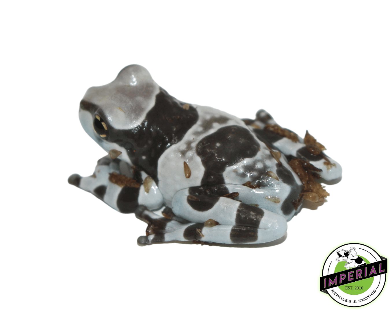 Amazon Milk Frog Baby - Image 2