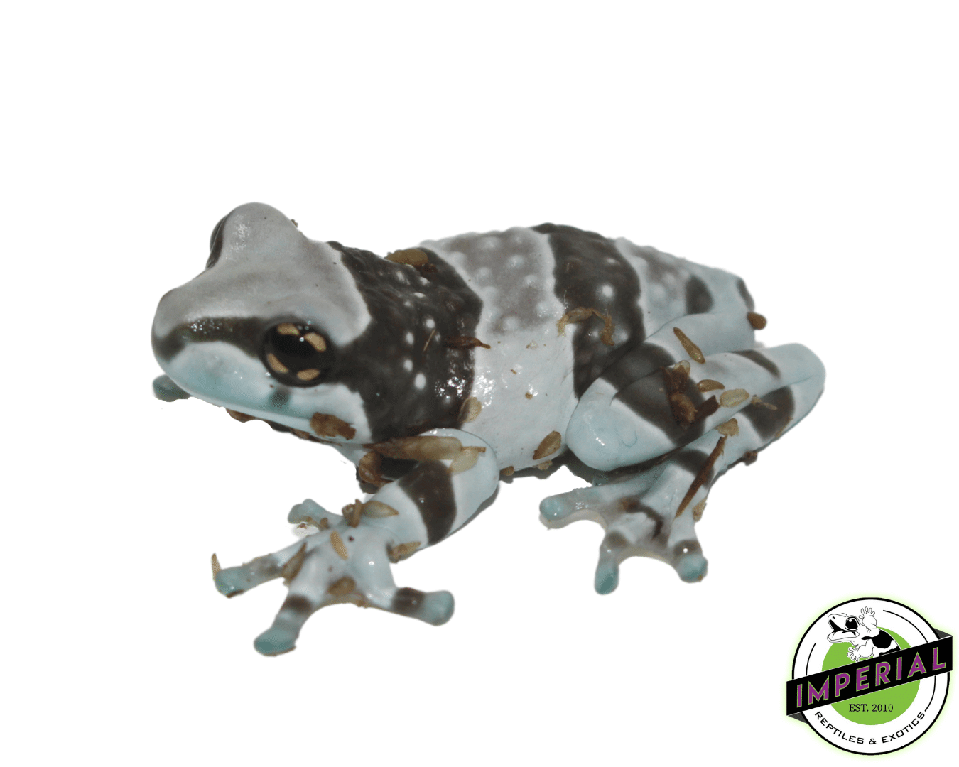 Amazon Milk Frog Baby