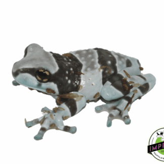 Amazon Milk Frog Juvenile