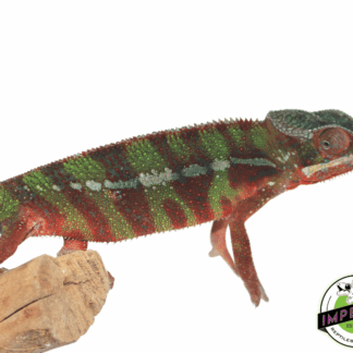 Red Bar Ambilobe Panther Chameleon