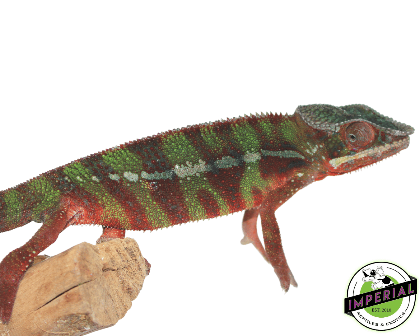 Red Bar Ambilobe Panther Chameleon