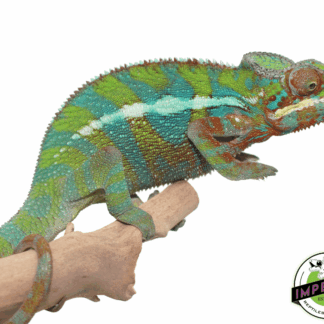 Ambilobe Panther Chameleon