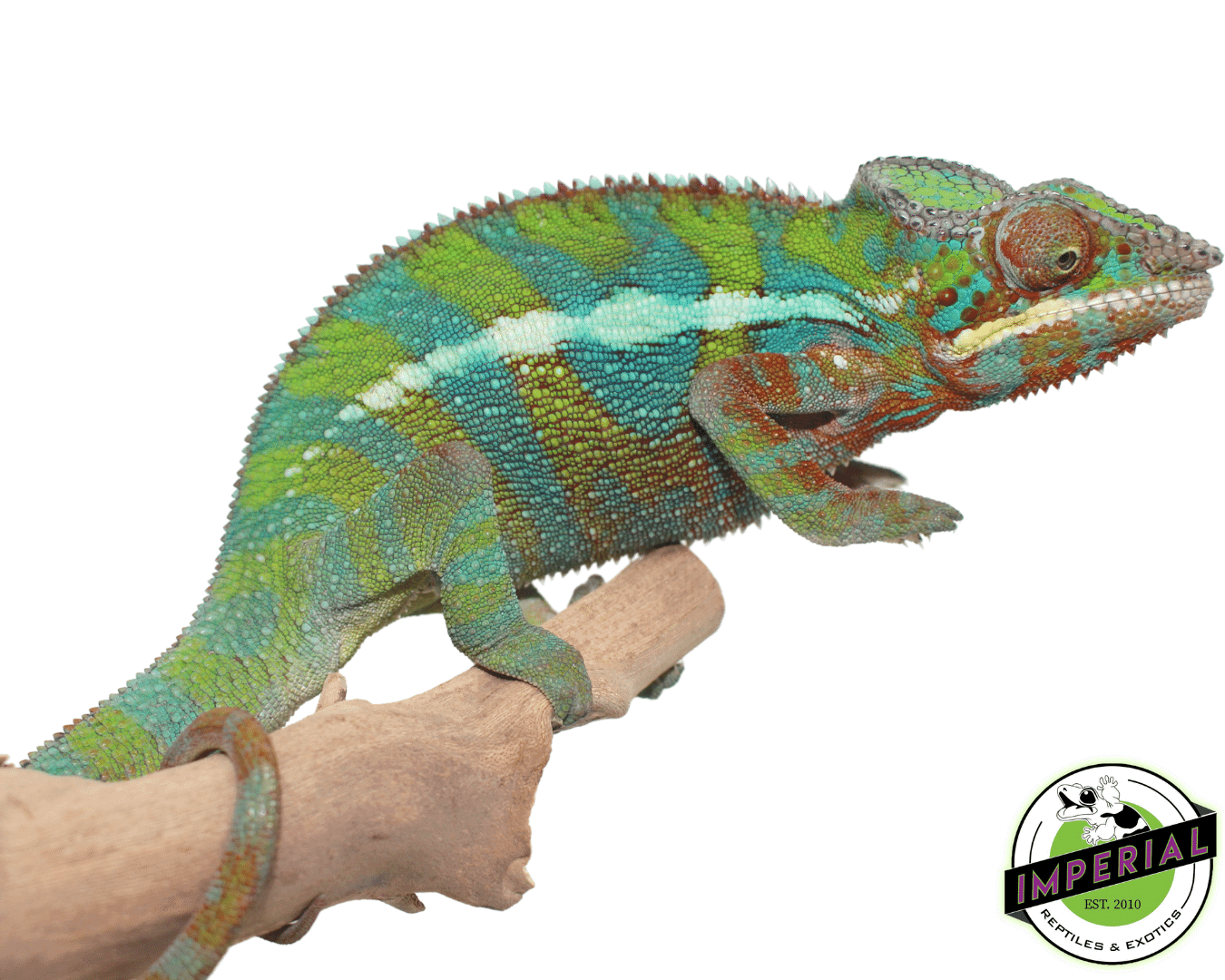 Ambilobe Panther Chameleon