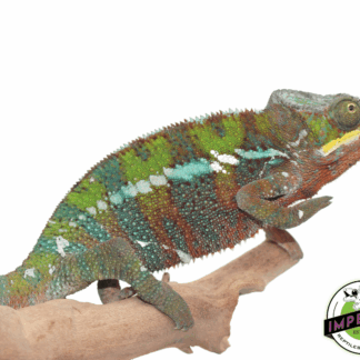 CB Ambilobe Panther Chameleon