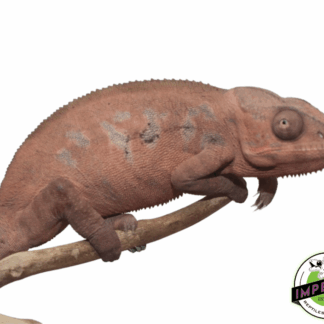 CB Panther Chameleon Female