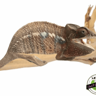 Panther Chameleon (Ambilobe) Juvenile Male