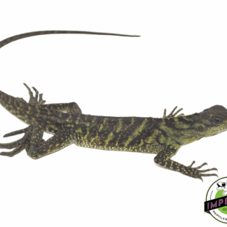 Moluccan Sailfin Dragon (Hydrosaurus amboinensis)