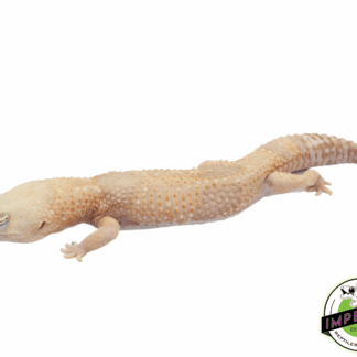 Whiteout Amel African Fat Tail Gecko Adult Male (#73123-01)