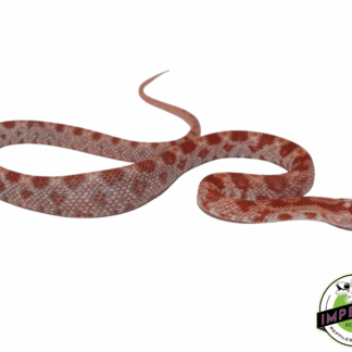Albino (Amel) Corn Snake Baby