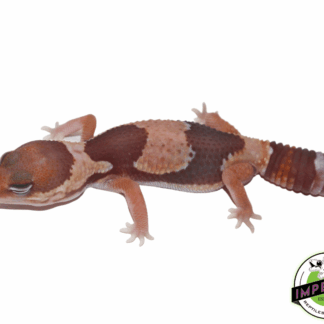 Caramel Albino Jungle African Fat Tail Gecko (#61523-06)