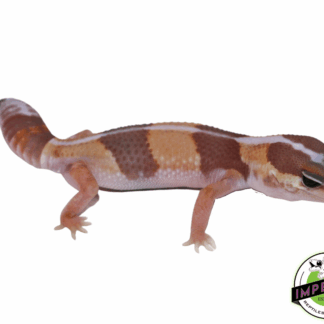 Striped Caramel Albino African Fat Tail Gecko Baby