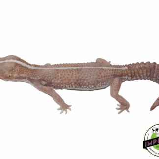 Amel Stripe African Fat Tail Gecko