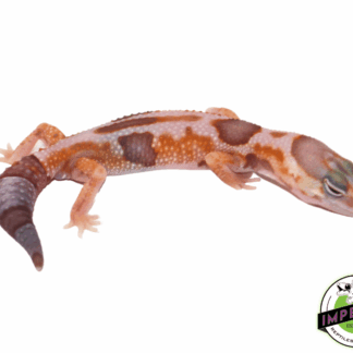 Amel Whiteout African Fat Tail Gecko Baby