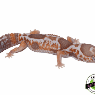 Whiteout Amel African Fat Tail Gecko Adult