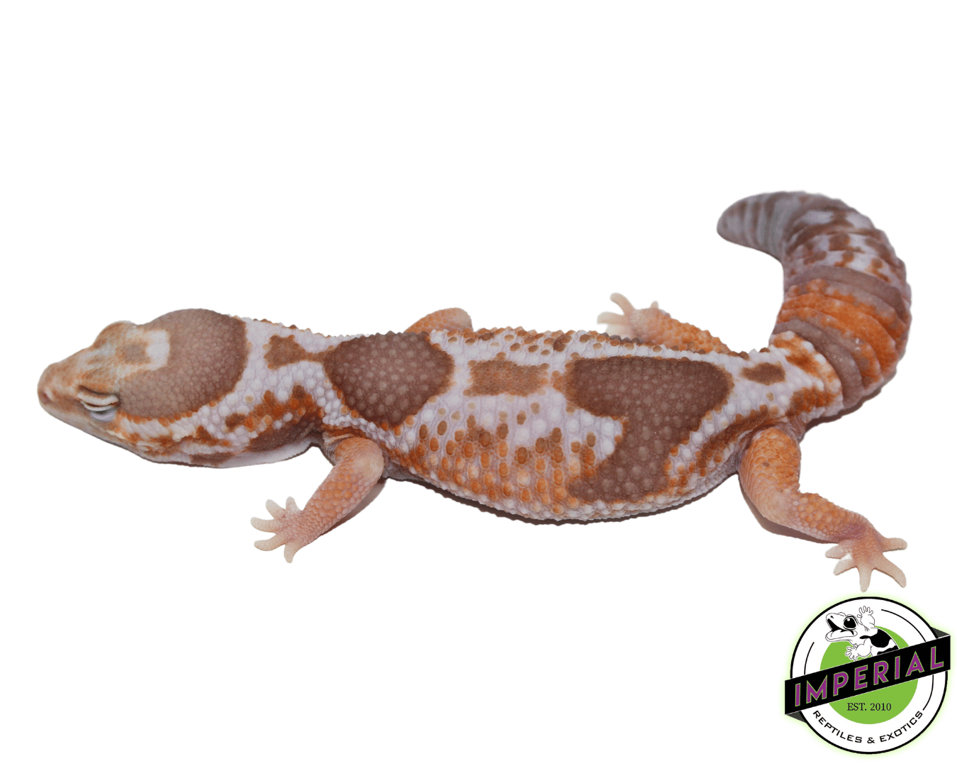 Whiteout Amel African Fat Tail Gecko Adult - Image 2