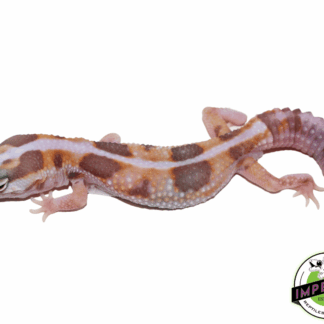 Amel Whiteout African Fat Tail Gecko Male (#61523-10)