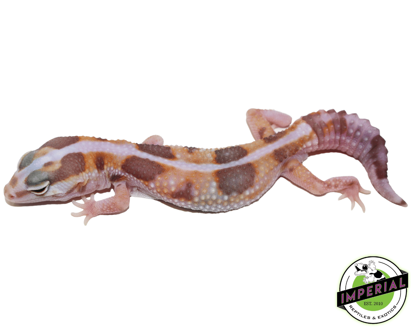 Amel Whiteout African Fat Tail Gecko Male (#61523-10)