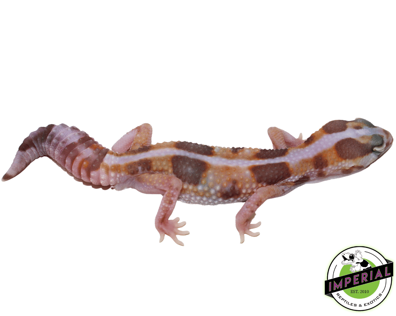 Amel Whiteout African Fat Tail Gecko Male (#61523-10) - Image 2