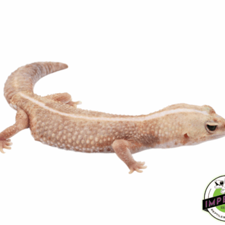 Amel Zero African Fat Tail Gecko Adult