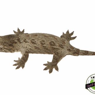 Nuu Ana x Nuu Ami Leachianus Gecko Baby