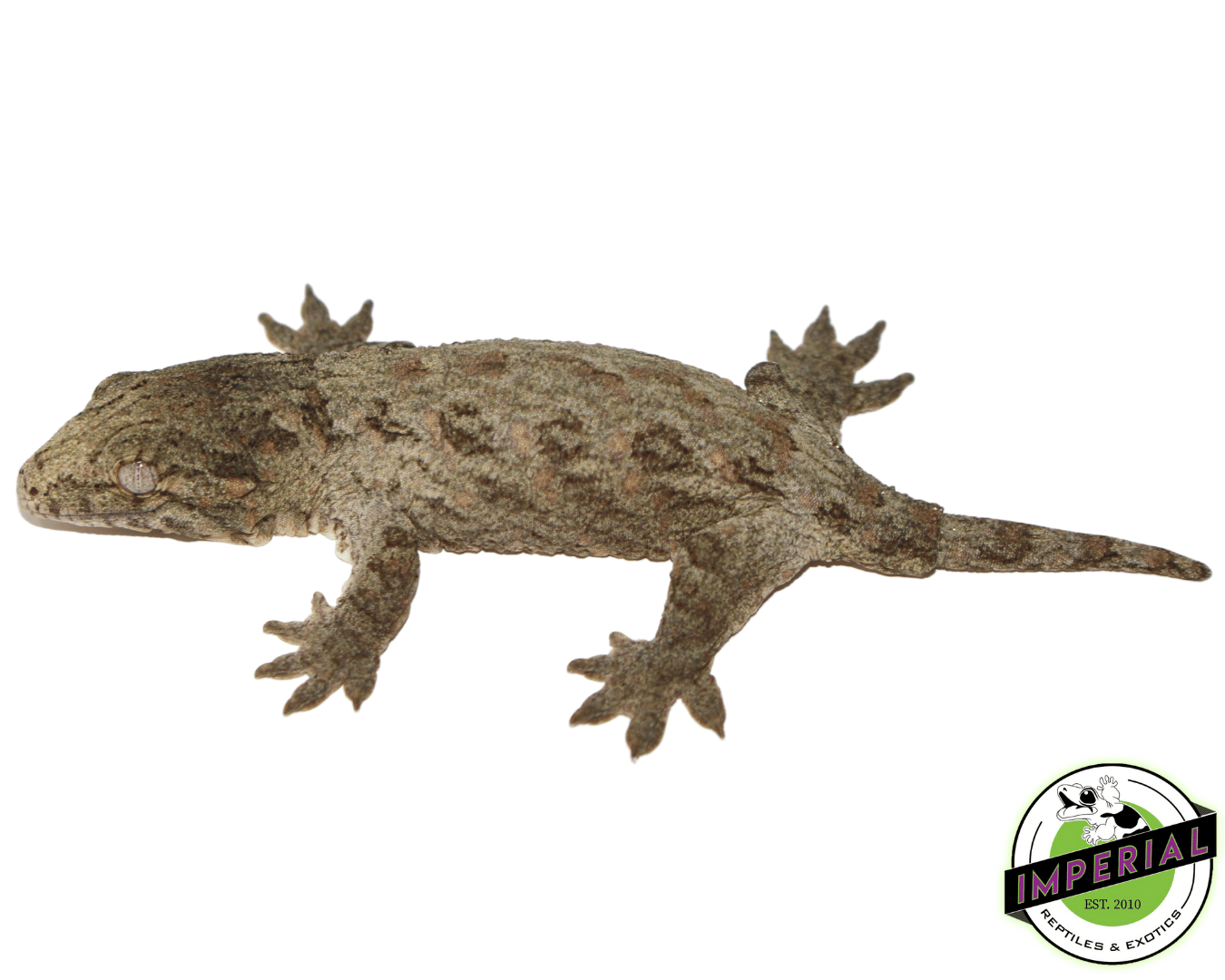 Nuu Ana x Nuu Ami Leachianus Gecko Baby