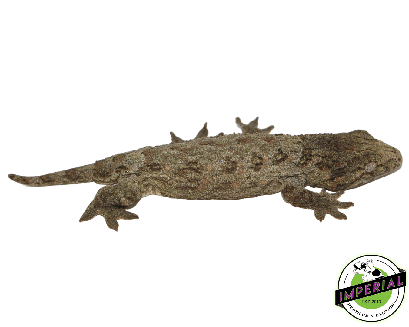 Nuu Ana x Nuu Ami Leachianus Gecko Baby - Image 2