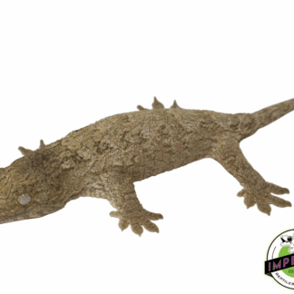 Nuu Ana x HCX Leachianus Gecko Baby