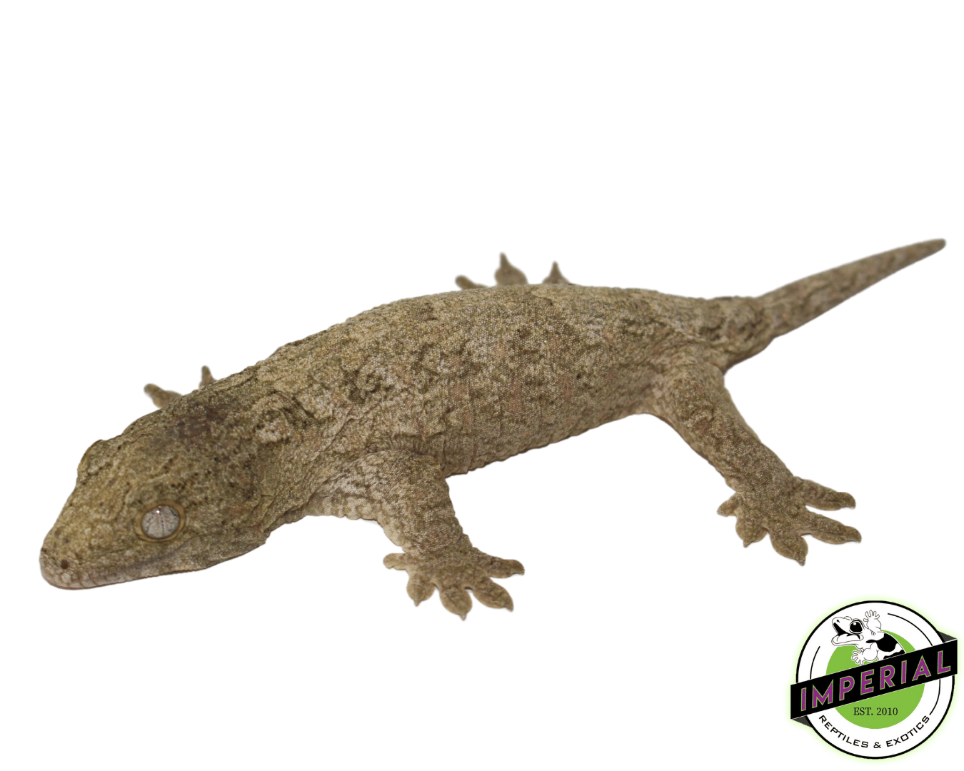 Nuu Ana x HCX Leachianus Gecko Baby