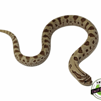 Anaconda Western Hognose Baby