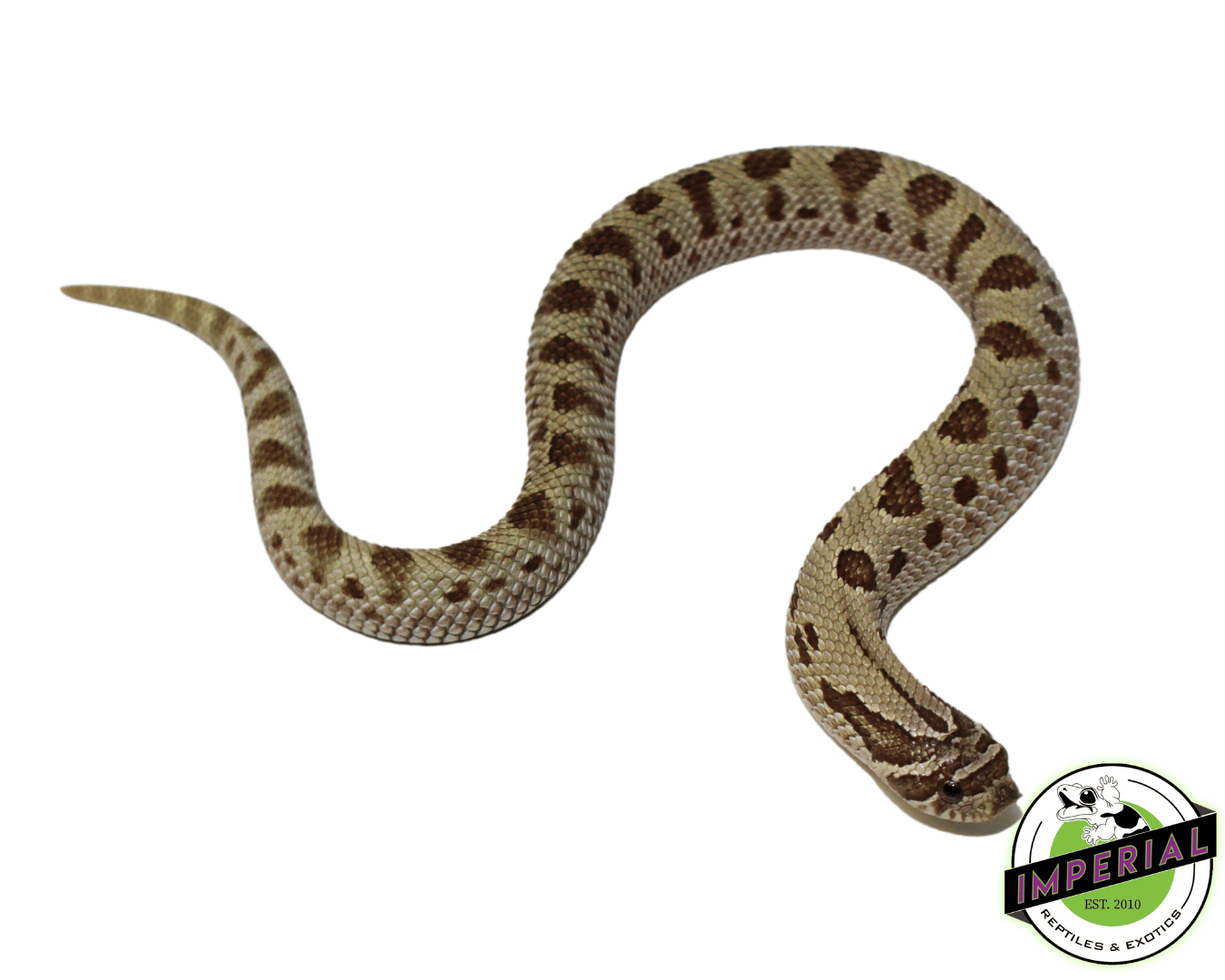 Anaconda Western Hognose Baby