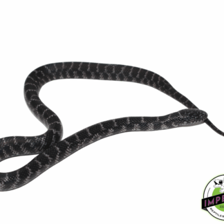 Black & White Anery Brooks Kingsnake Baby