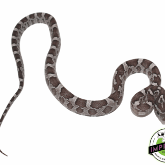 Anery Corn Snake Baby