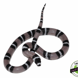 Anery Hondruan Milksnake Baby