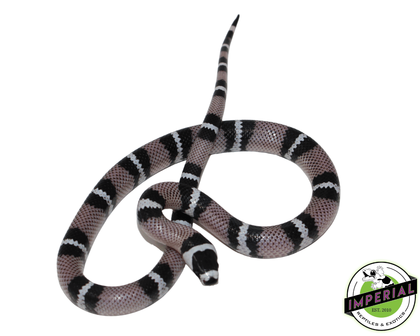 Anery Hondruan Milksnake Baby