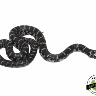 Anery Florida Kingsnake Baby