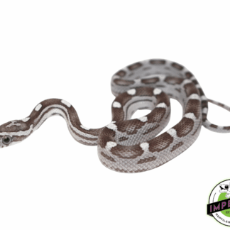 Anery Motley Corn Snake Baby