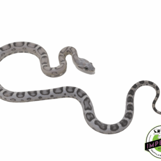 Anery Scaleless Corn Snake