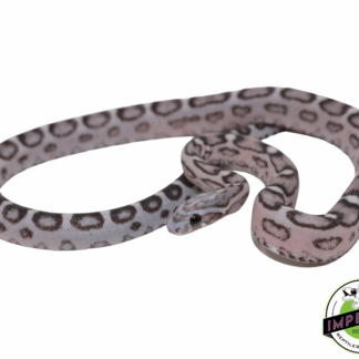 Anery Scaleless Corn Snake Sub Adult