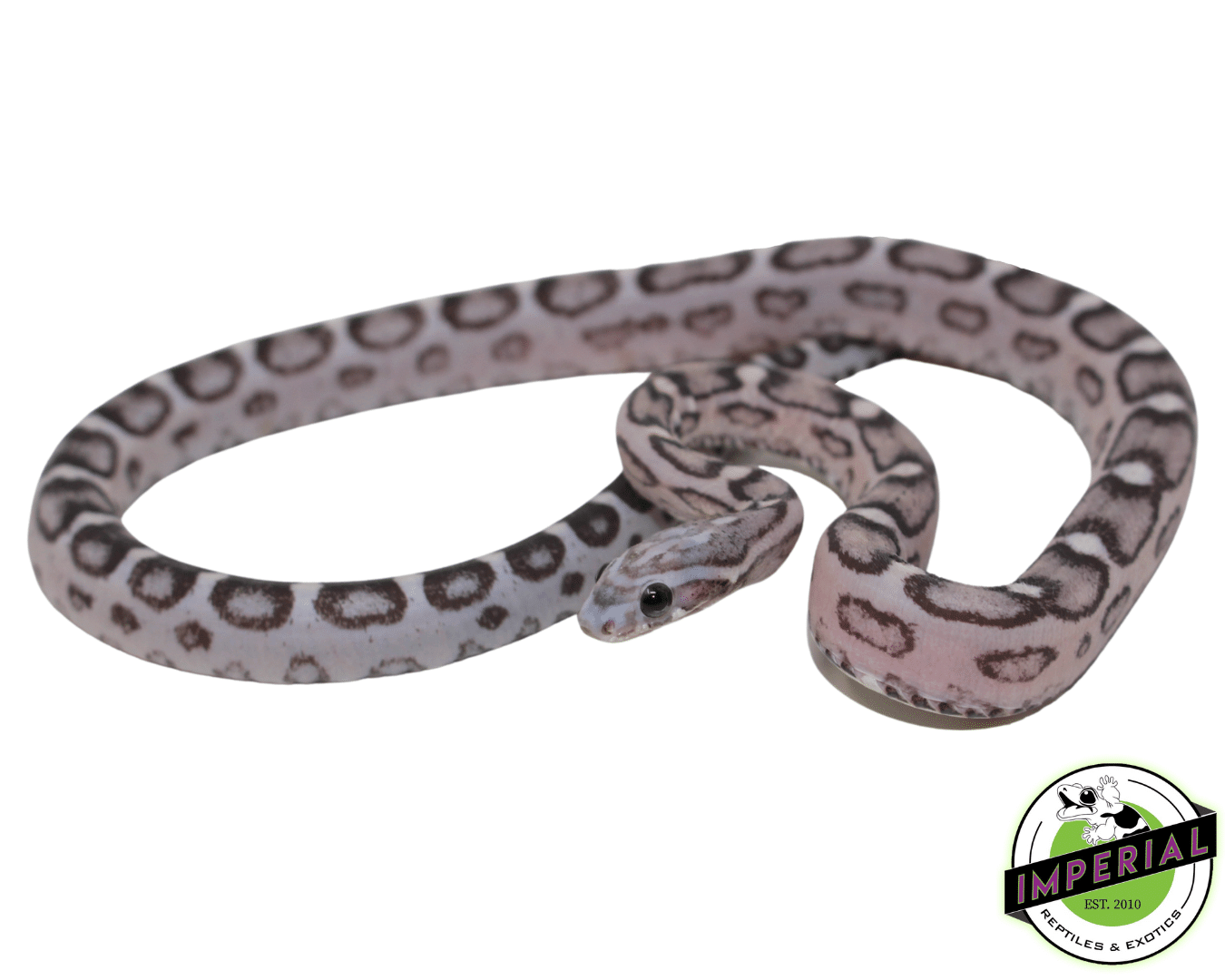 Anery Scaleless Corn Snake Sub Adult