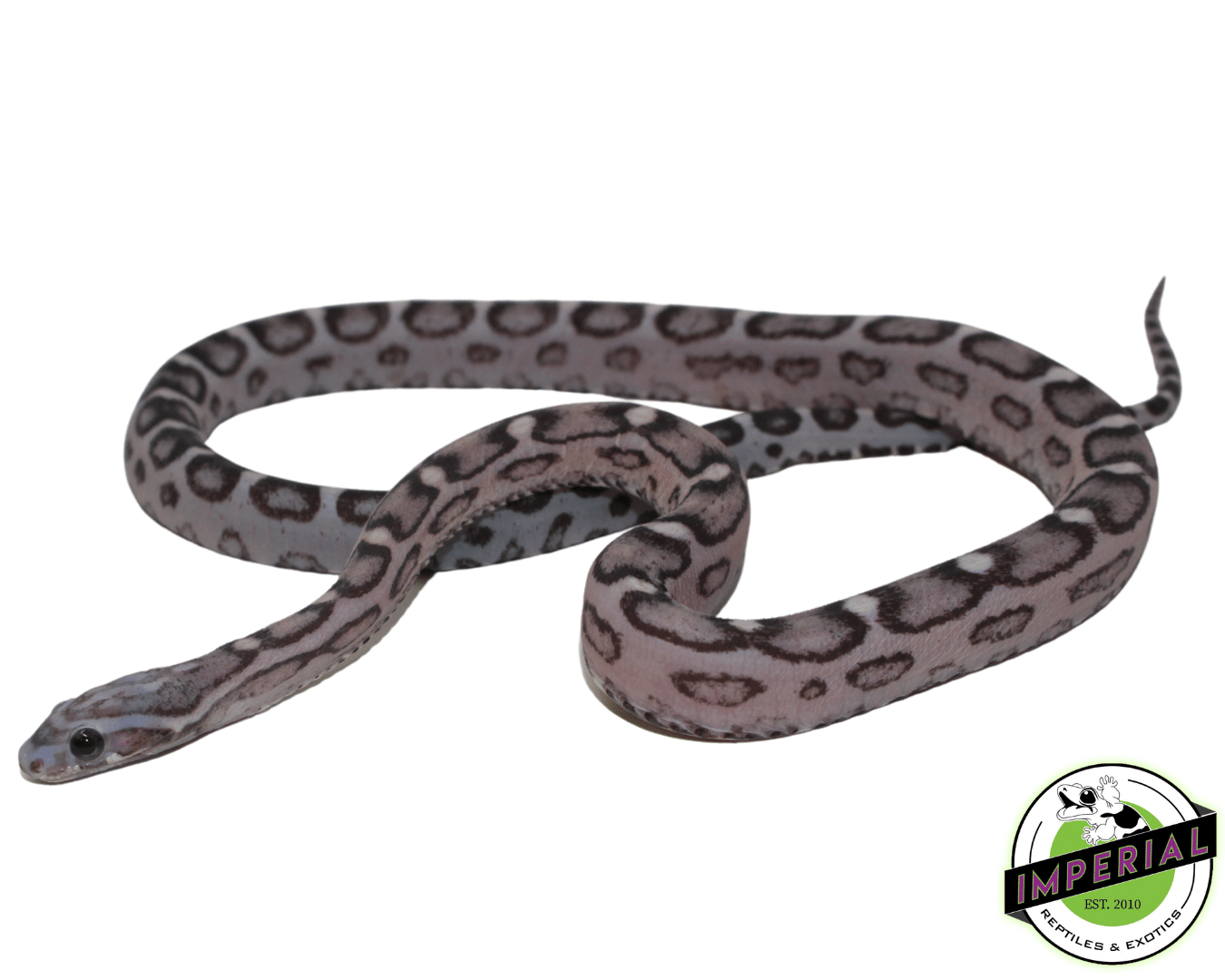 Anery Scaleless Corn Snake Sub Adult - Image 2