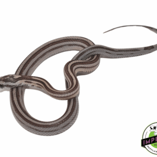Striped Anery Corn Snake Baby