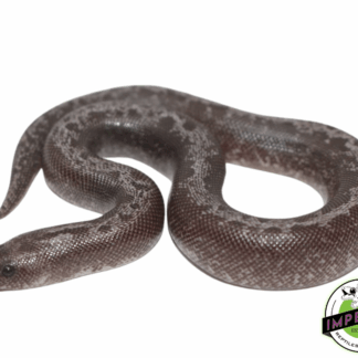 Anery Stripe Kenyan Sand Boa Baby