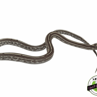 Tessera Anery Corn Snake