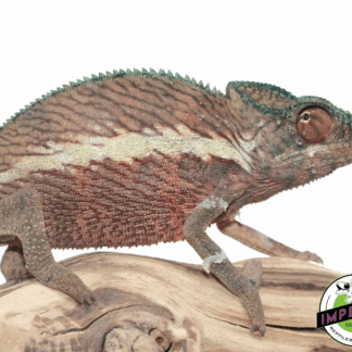 Ankaramy Panther Chameleon