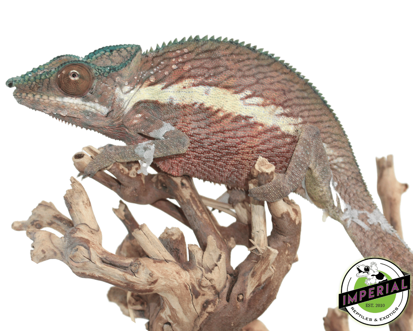 Ankaramy Panther Chameleon - Image 2